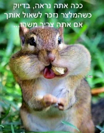 סיזי