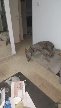 דויד ג