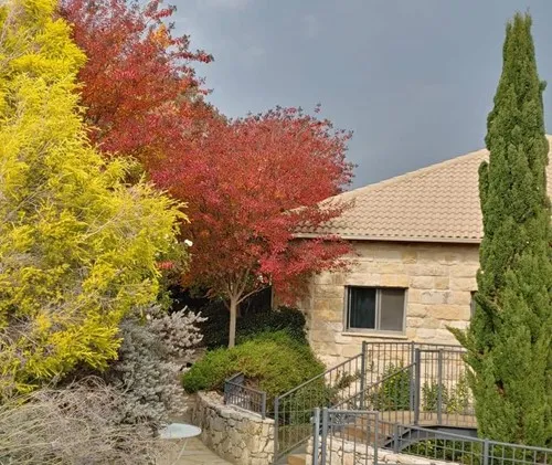 הלב הרחב
