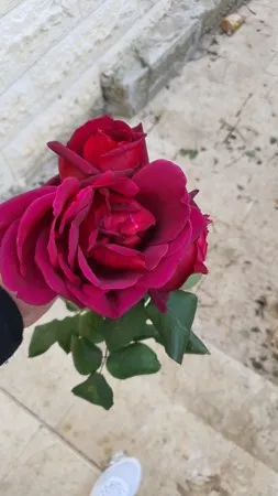 גולאני 