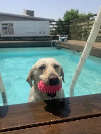 בארשבעי האחד