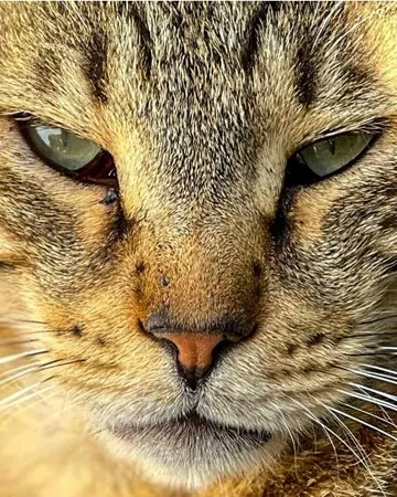 Blacktiger