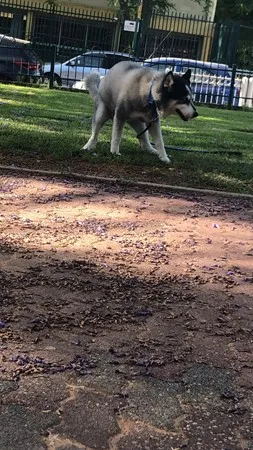 Blue boy