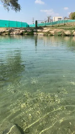 אמיר אמיר 91