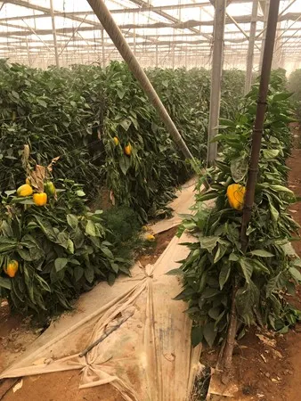 יפה תואר