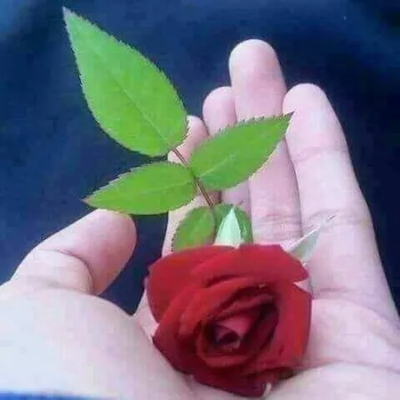 masharqahassan