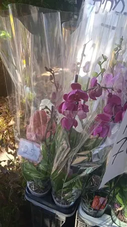 סיגל 73