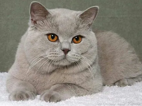 Azaar