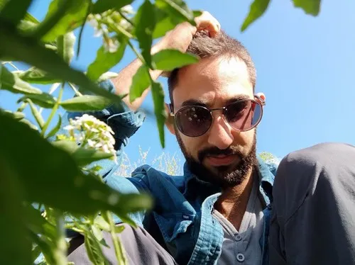 ציפו