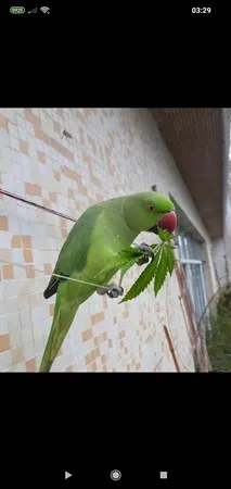 פינוקי 